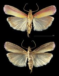 Attēlu rezultāti vaicājumam “Oncocera semirubella”