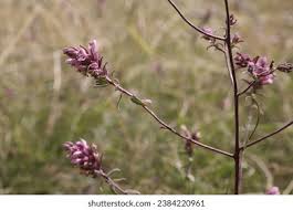 Attēlu rezultāti vaicājumam “Odontites vulgaris flower”