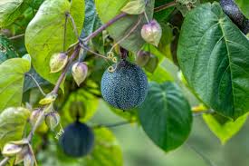 Attēlu rezultāti vaicājumam “Glyceria striata fruit”