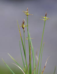 Attēlu rezultāti vaicājumam “Carex pauciflora”