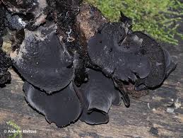 Attēlu rezultāti vaicājumam “Ionomidotis irregularis”