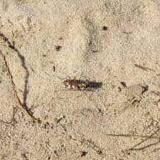 Attēlu rezultāti vaicājumam “Cicindela maritima”