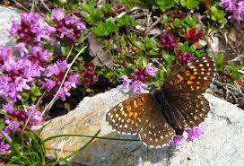 Attēlu rezultāti vaicājumam “Melitaea diamina underside”