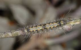 Attēlu rezultāti vaicājumam “Lithosia quadra”