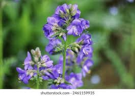 Attēlu rezultāti vaicājumam “Polemonium caeruleum leaf”