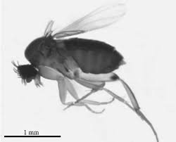 Attēlu rezultāti vaicājumam “Phoridae”
