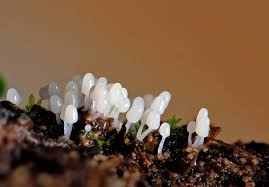 Attēlu rezultāti vaicājumam “Arcyria stipata young”