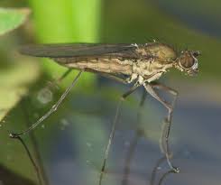 Attēlu rezultāti vaicājumam “Empididae”