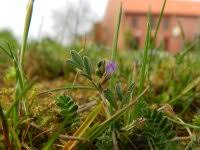 Attēlu rezultāti vaicājumam “Vicia lathyroides”