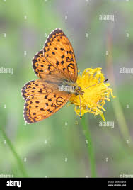 Attēlu rezultāti vaicājumam “Brenthis ino”