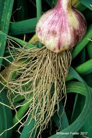 Attēlu rezultāti vaicājumam “Allium sativum fruit”