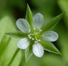 Attēlu rezultāti vaicājumam “Moehringia trinervia bud”