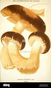 Attēlu rezultāti vaicājumam “Cortinarius praestans”