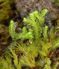 Attēlu rezultāti vaicājumam “Nardia geoscyphus”