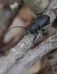 Attēlu rezultāti vaicājumam “Lamia textor”