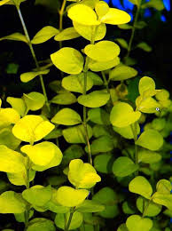 Attēlu rezultāti vaicājumam “Lysimachia nummularia leaf”