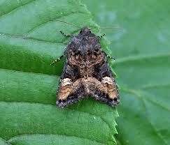 Attēlu rezultāti vaicājumam “Euplexia lucipara”