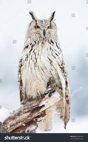 Attēlu rezultāti vaicājumam “Bubo bubo”