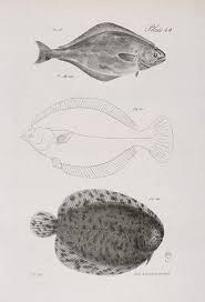 Image result for Hippoglossus hippoglossus