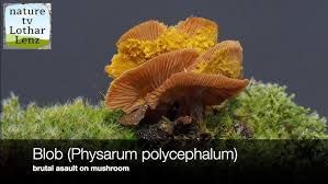 Attēlu rezultāti vaicājumam “Physarum leucophaeum sessile”