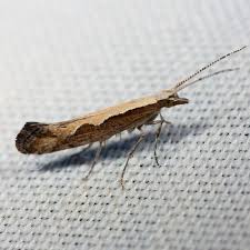 Attēlu rezultāti vaicājumam “Plutella xylostella”