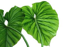 Attēlu rezultāti vaicājumam “Colloderma sp.”