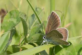 Attēlu rezultāti vaicājumam “Cyaniris semiargus”