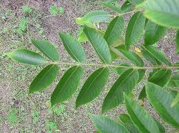 Attēlu rezultāti vaicājumam “Juglans cinerea leaf”