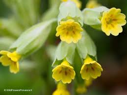 Attēlu rezultāti vaicājumam “Primula veris leaf”