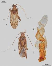 Attēlu rezultāti vaicājumam “Phytocoris sp.”
