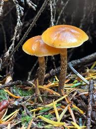 Attēlu rezultāti vaicājumam “Galerina marginata”