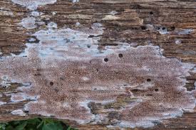 Attēlu rezultāti vaicājumam “Ceriporia”