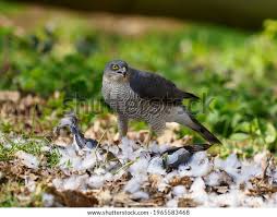 Attēlu rezultāti vaicājumam “Accipiter nisus”