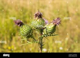 Attēlu rezultāti vaicājumam “Cirsium vulgare”