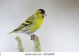 Attēlu rezultāti vaicājumam “Carduelis spinus male”