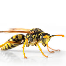 Attēlu rezultāti vaicājumam “Polistes”