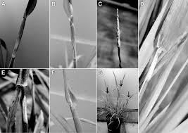 Attēlu rezultāti vaicājumam “Hordelymus europaeus leaf”