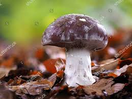 Attēlu rezultāti vaicājumam “Cortinarius praestans”