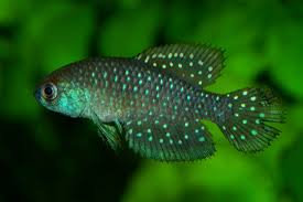 Attēlu rezultāti vaicājumam “Arcyria affinis young”