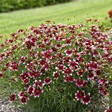 Image result for Coreopsis