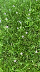 Attēlu rezultāti vaicājumam “Spergularia marina leaf”