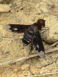 Attēlu rezultāti vaicājumam “Exoprosopa capucina”