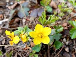 Attēlu rezultāti vaicājumam “Waldsteinia geoides flower”