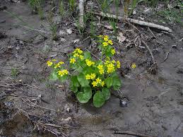 Attēlu rezultāti vaicājumam “Caltha palustris”
