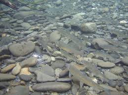 Image result for Salvelinus fontinalis