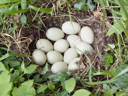 Attēlu rezultāti vaicājumam “Anas platyrhynchos eggs”