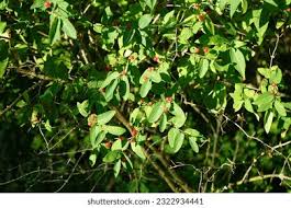 Attēlu rezultāti vaicājumam “Lonicera tatarica fruit”