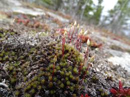 Attēlu rezultāti vaicājumam “Polytrichum piliferum”
