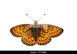 Attēlu rezultāti vaicājumam “Boloria eunomia upperside”