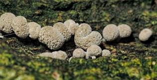 Attēlu rezultāti vaicājumam “Phleogena faginea”